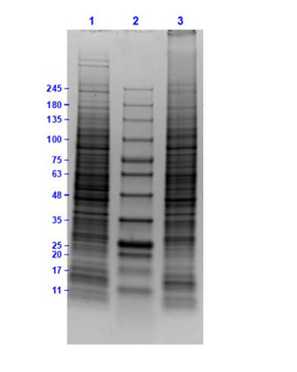 SDS-PAGE of Ramos Whole Cell Lysate.<br />Lane 1: Ramos Whole Cell Lysate Reduced (10 μg).<br />Lane 2: Opal Prestained Molecular Weight Marker.<br />Lane 3: Ramos Whole Cell Lysate Non-Reduced (10 μg).<br />Results show broad range of molecular weight bands with no sign of degradation